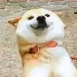 Meet your Posher, Kitty